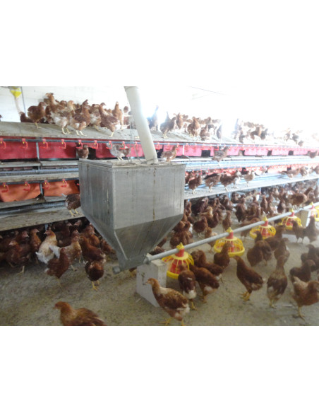 Автоматические гнезда для кур несушек или родительского