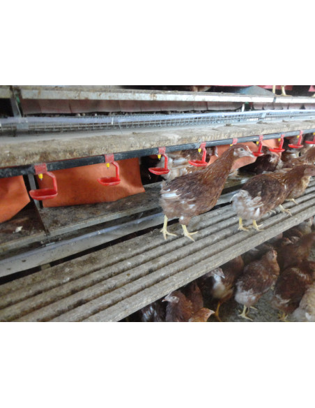 Автоматичні гнізда для курей-несучок чи батьківського поголів’я
