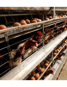 Клітка для утримування курей-несучок тип БКН, кліткова батарея 2