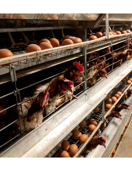 Клітка для утримування курей-несучок тип БКН, кліткова батарея