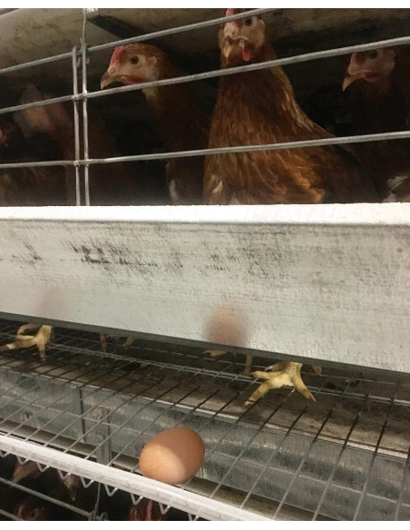 Клітка для утримування курей-несучок тип БКН, кліткова батарея