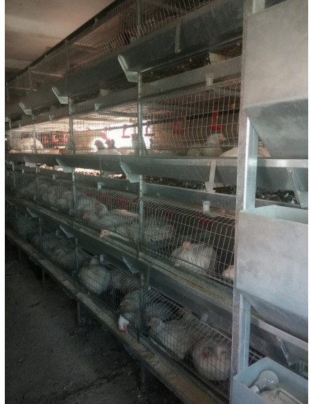 Клітка вирощування бройлерів від 1 дня до 2,5 кг, тип БКП