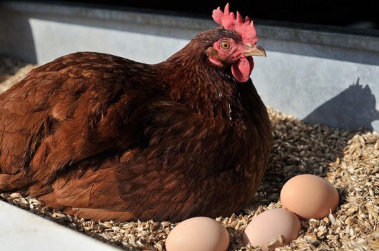 Как сделать гнездо для кур несушек своими руками с яйцесборником: инструкция с размерами и фото