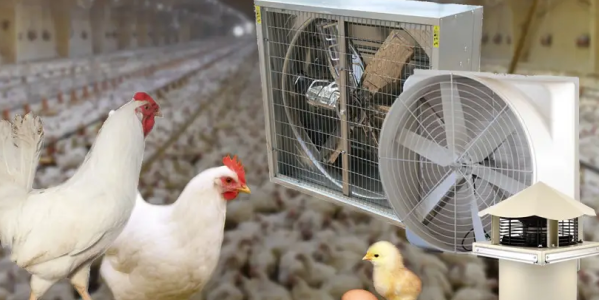 Система вентиляции птицефабрики